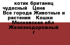 котик британец чудесный › Цена ­ 12 000 - Все города Животные и растения » Кошки   . Московская обл.,Железнодорожный г.